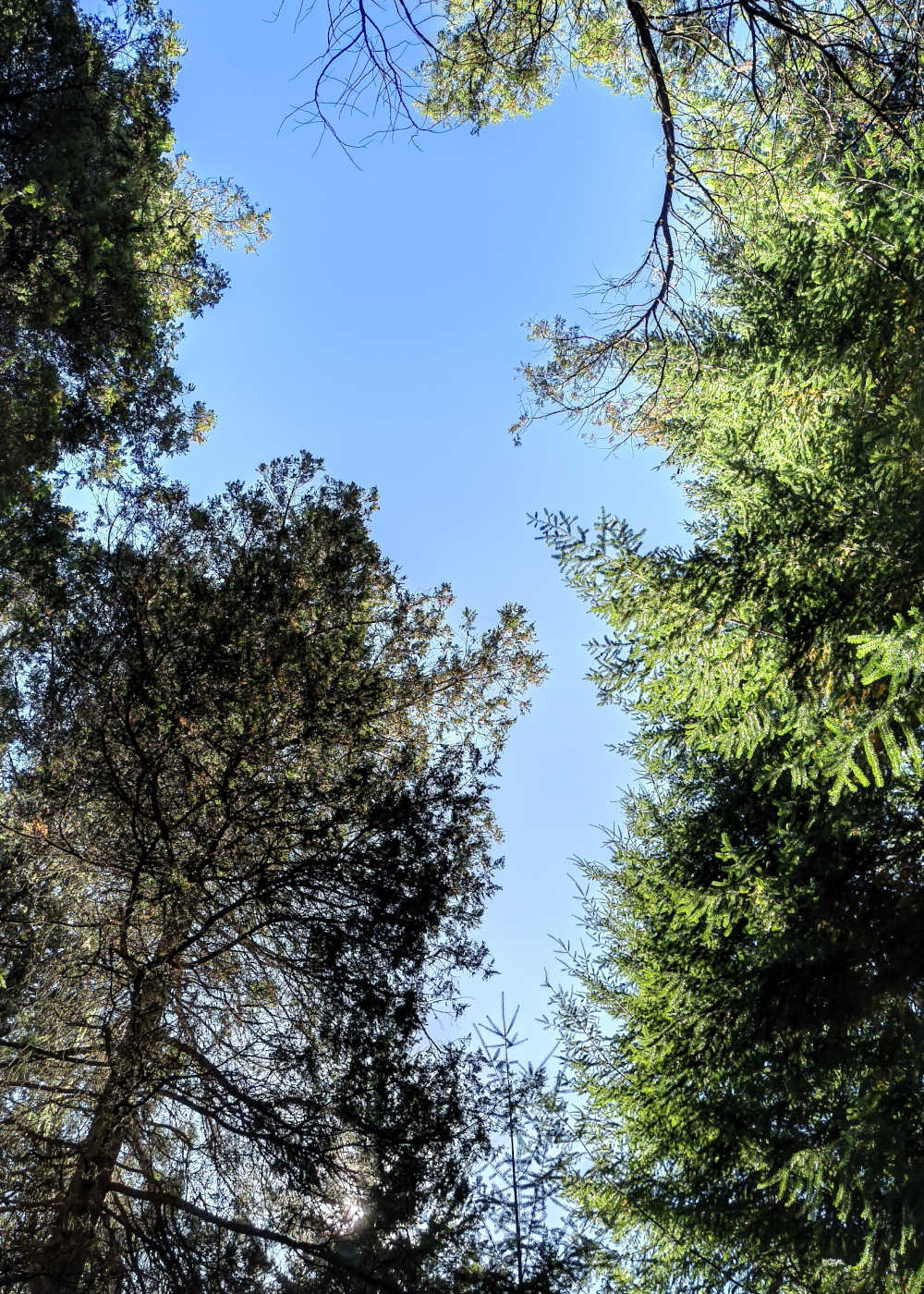 Bosque en el entorno de las cabañas